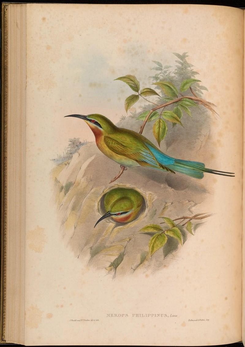 blue-tailed bee-eater (Merops philippinus); DISPLAY FULL IMAGE.