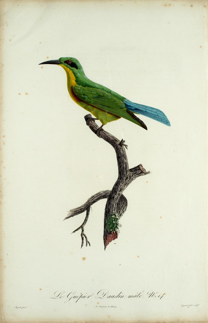 blue-tailed bee-eater (Merops philippinus); DISPLAY FULL IMAGE.