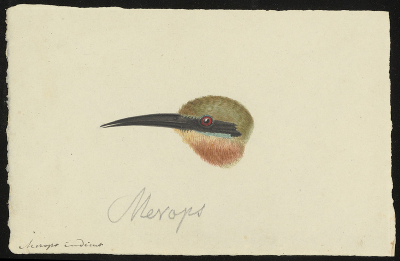blue-tailed bee-eater (Merops philippinus); DISPLAY FULL IMAGE.