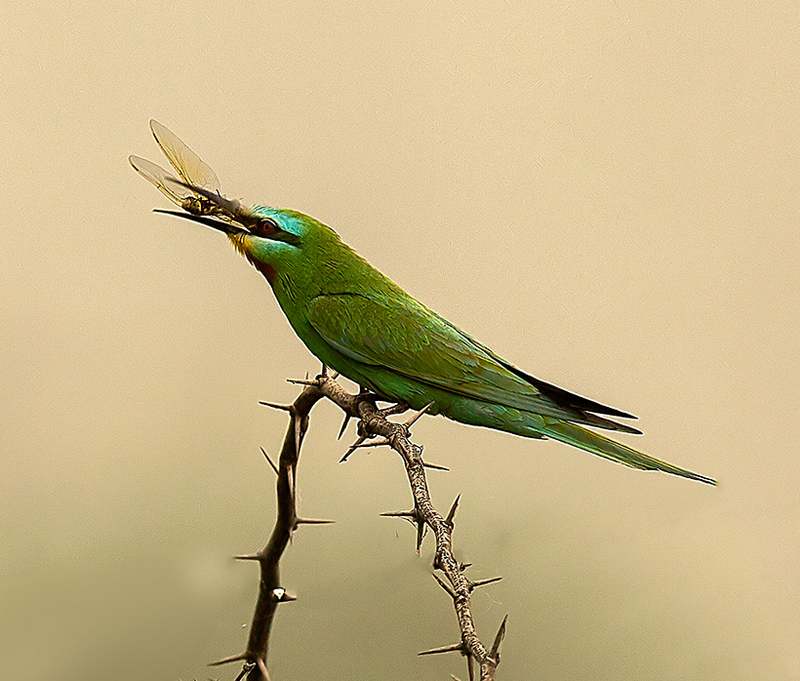 blue-cheeked bee-eater (Merops persicus); DISPLAY FULL IMAGE.