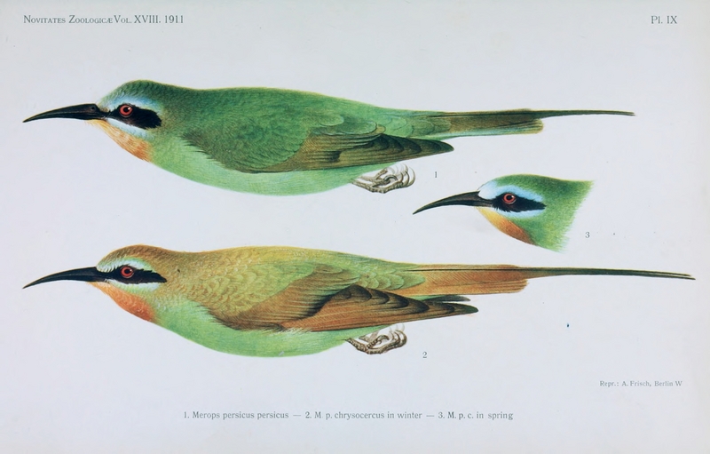 blue-cheeked bee-eater (Merops persicus); DISPLAY FULL IMAGE.