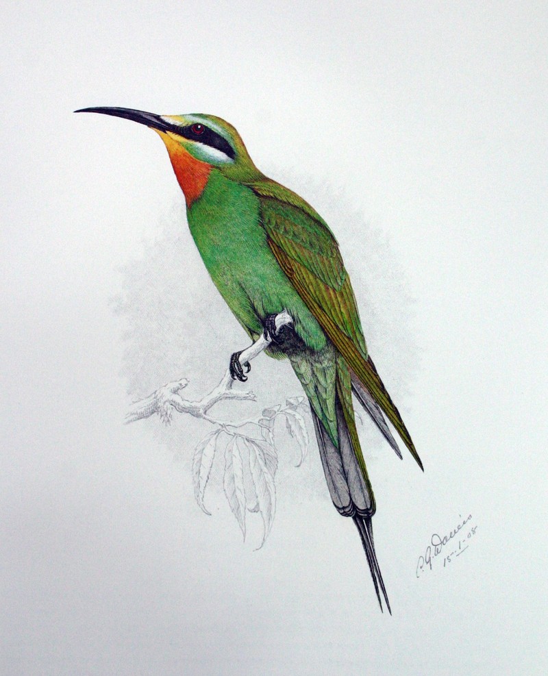 blue-cheeked bee-eater (Merops persicus); DISPLAY FULL IMAGE.