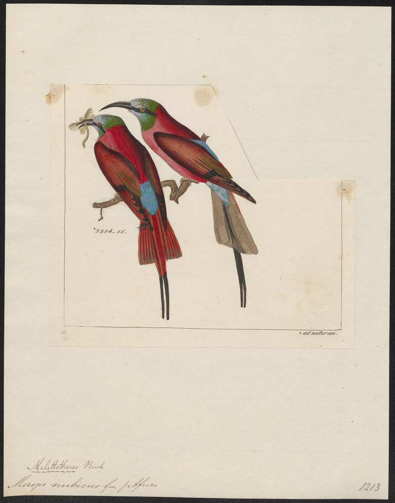 northern carmine bee-eater (Merops nubicus); DISPLAY FULL IMAGE.