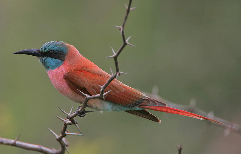 northern carmine bee-eater (Merops nubicus); DISPLAY FULL IMAGE.