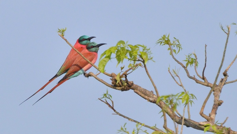 northern carmine bee-eater (Merops nubicus); DISPLAY FULL IMAGE.