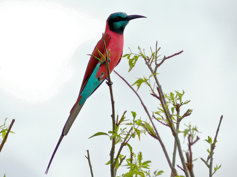 northern carmine bee-eater (Merops nubicus); DISPLAY FULL IMAGE.