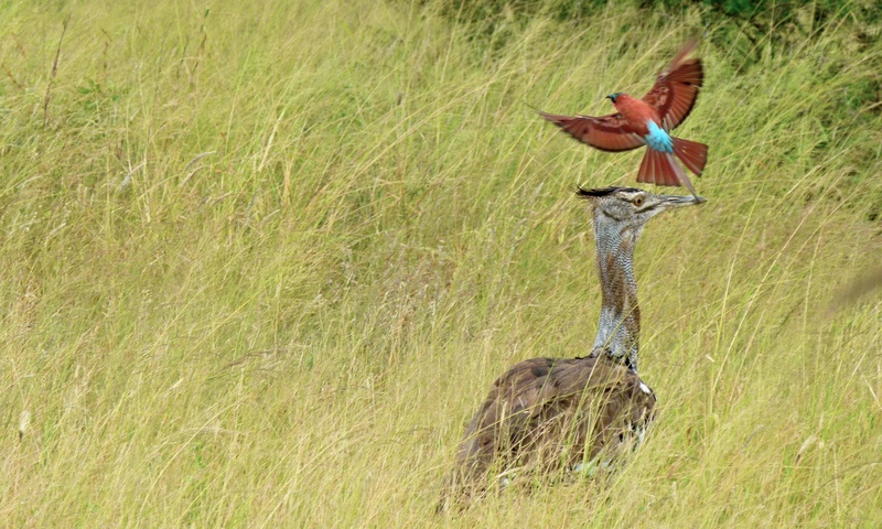 Kori Bustard (Ardeotis kori), Southern Carmine Bee-eater (Merops nubicoides); DISPLAY FULL IMAGE.