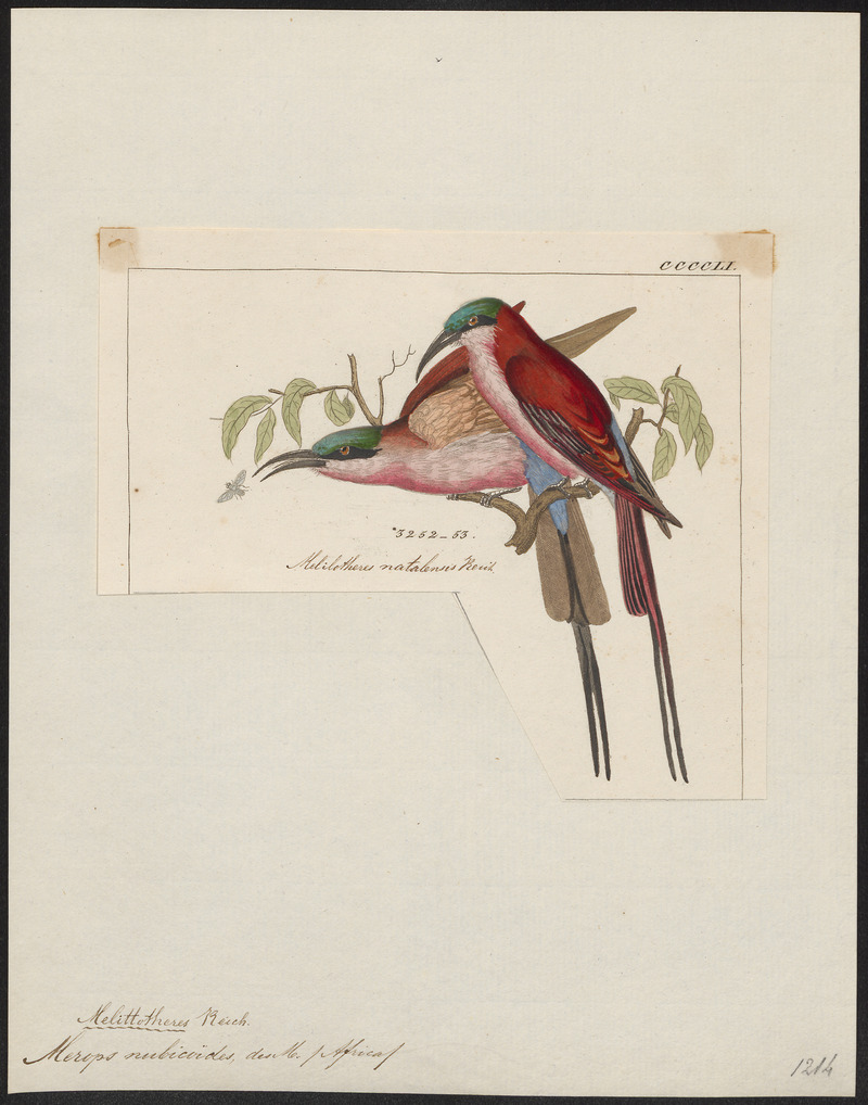 southern carmine bee-eater (Merops nubicoides); DISPLAY FULL IMAGE.