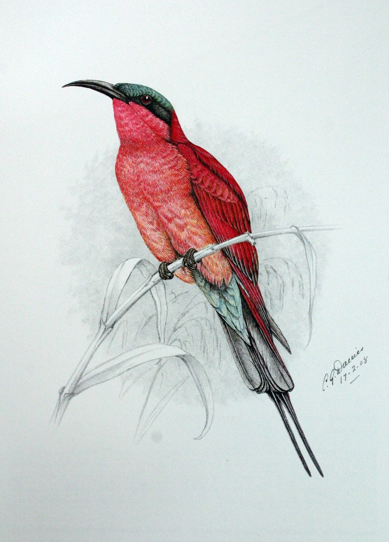 southern carmine bee-eater (Merops nubicoides); DISPLAY FULL IMAGE.