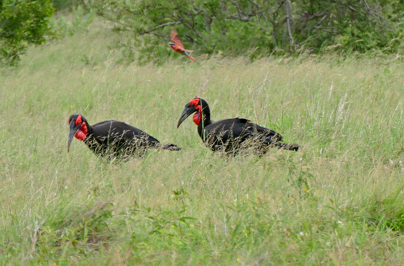 Southern Carmine Bee-eater (Merops nubicoides), Southern Ground Hornbills (Bucorvus leadbeateri) ; DISPLAY FULL IMAGE.