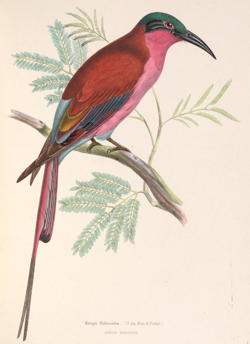 southern carmine bee-eater (Merops nubicoides); DISPLAY FULL IMAGE.