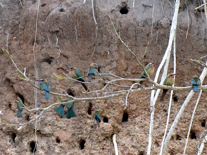 white-fronted bee-eater (Merops bullockoides); DISPLAY FULL IMAGE.