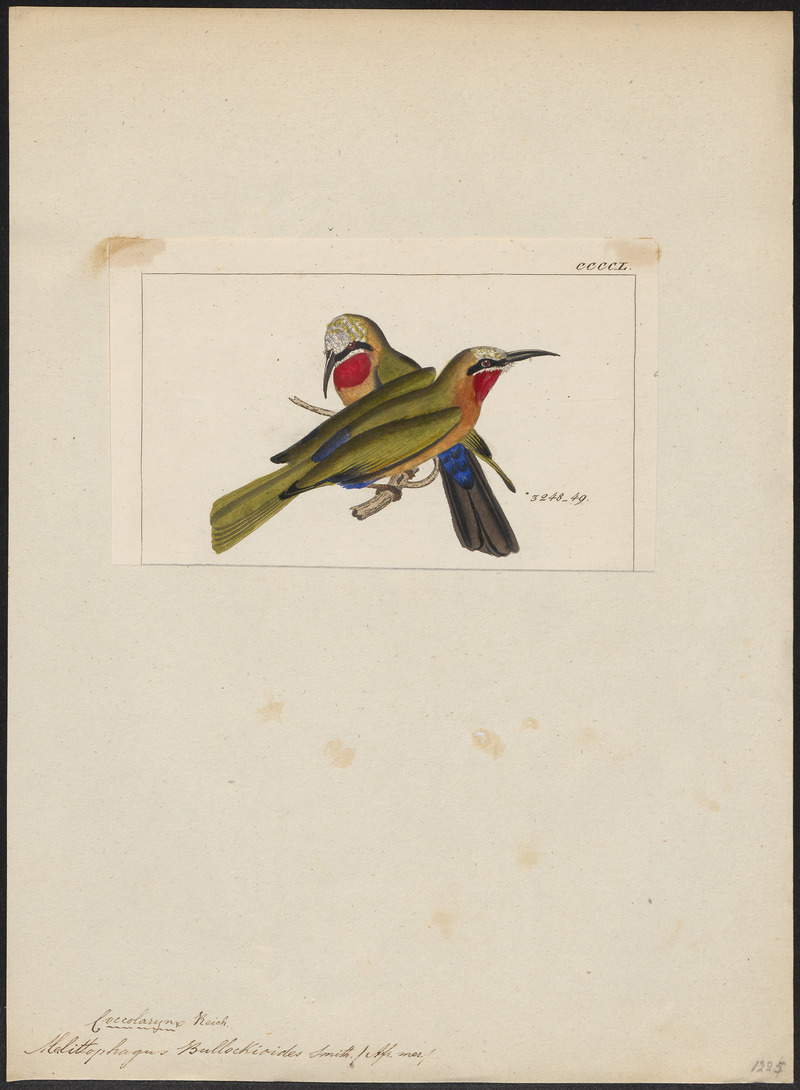 white-fronted bee-eater (Merops bullockoides); DISPLAY FULL IMAGE.