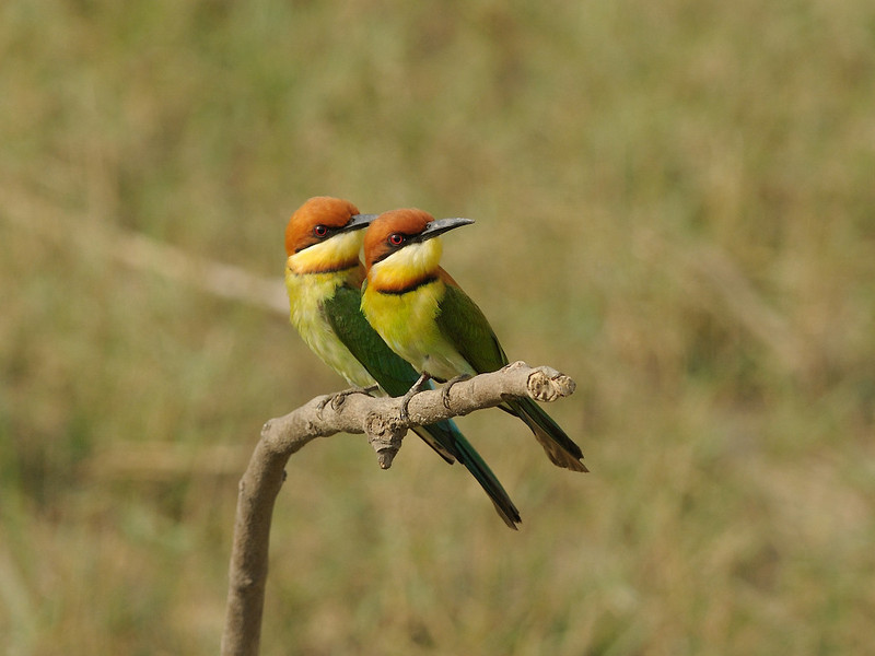 chestnut-headed bee-eater (Merops leschenaulti); DISPLAY FULL IMAGE.