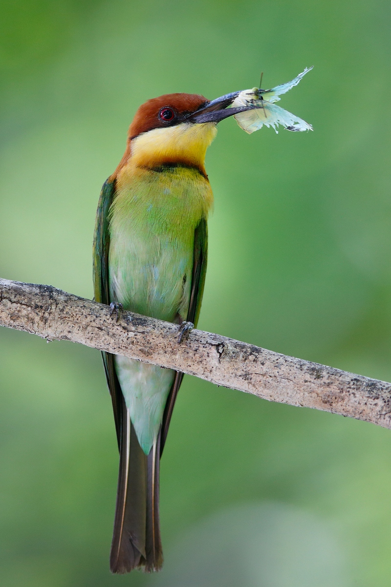 chestnut-headed bee-eater (Merops leschenaulti); DISPLAY FULL IMAGE.