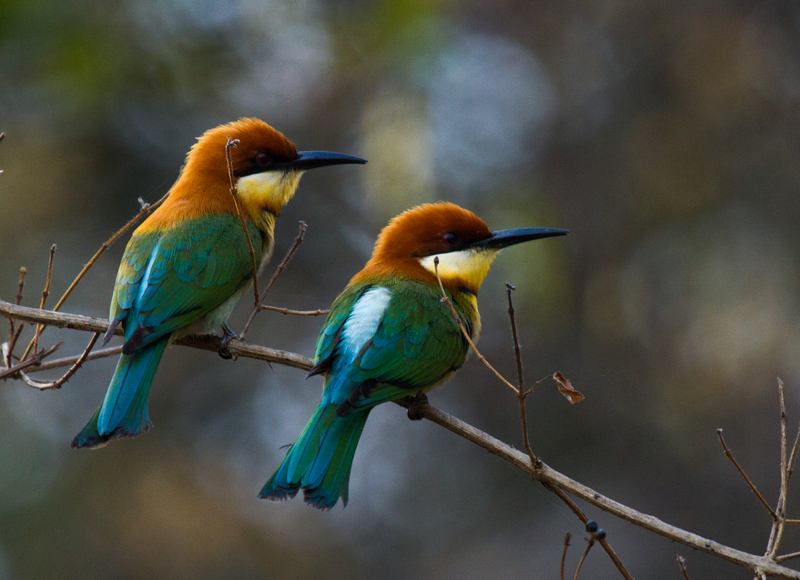 chestnut-headed bee-eater (Merops leschenaulti); DISPLAY FULL IMAGE.