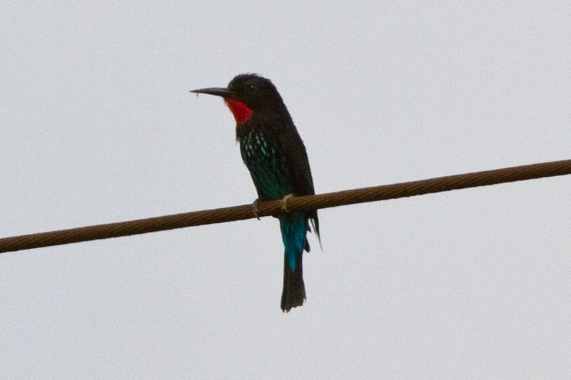 black bee-eater (Merops gularis); DISPLAY FULL IMAGE.