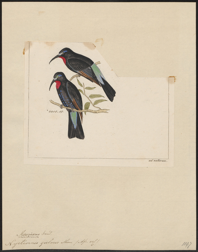 black bee-eater (Merops gularis); DISPLAY FULL IMAGE.