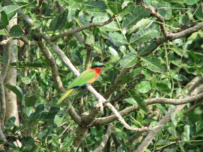 red-throated bee-eater (Merops bulocki); DISPLAY FULL IMAGE.