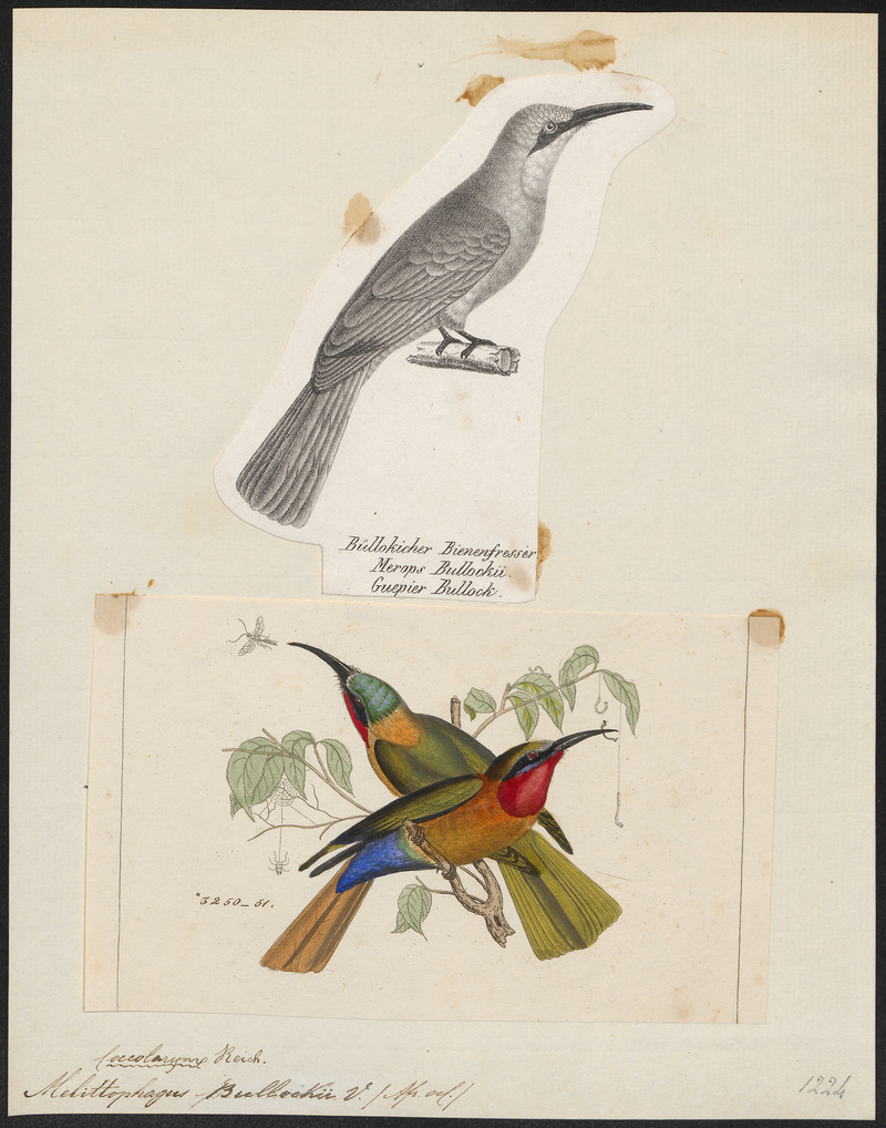 red-throated bee-eater (Merops bulocki); DISPLAY FULL IMAGE.