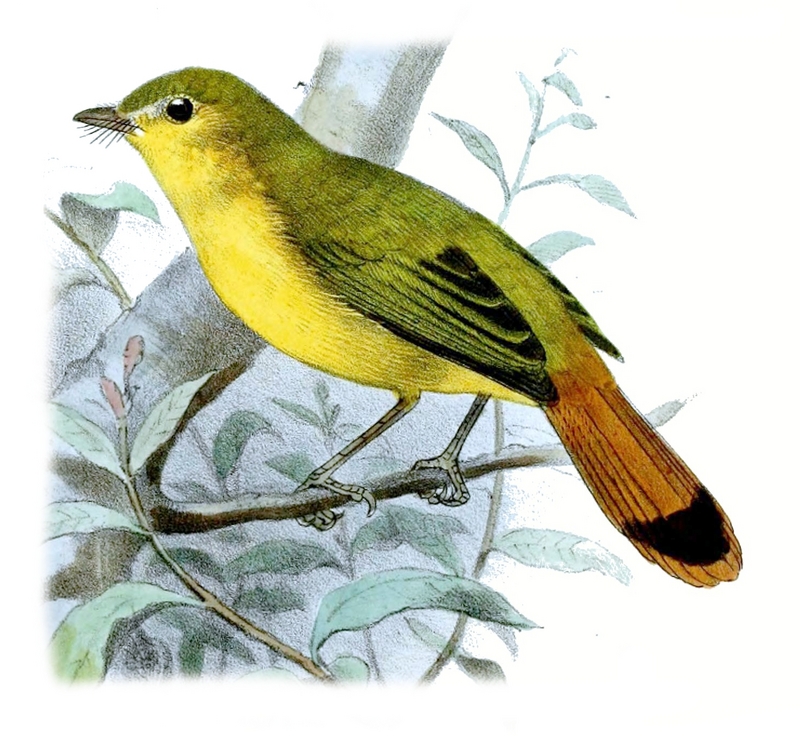 Livingstone's flycatcher (Erythrocercus livingstonei); DISPLAY FULL IMAGE.