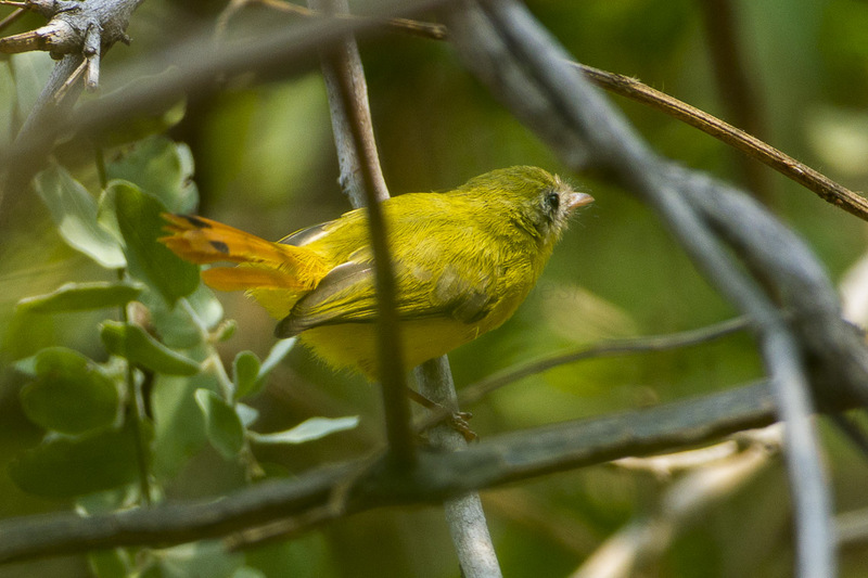 Livingstone's flycatcher (Erythrocercus livingstonei); DISPLAY FULL IMAGE.