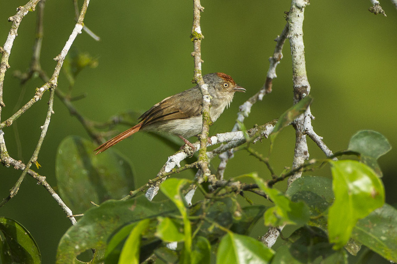 chestnut-capped flycatcher (Erythrocercus mccallii); DISPLAY FULL IMAGE.