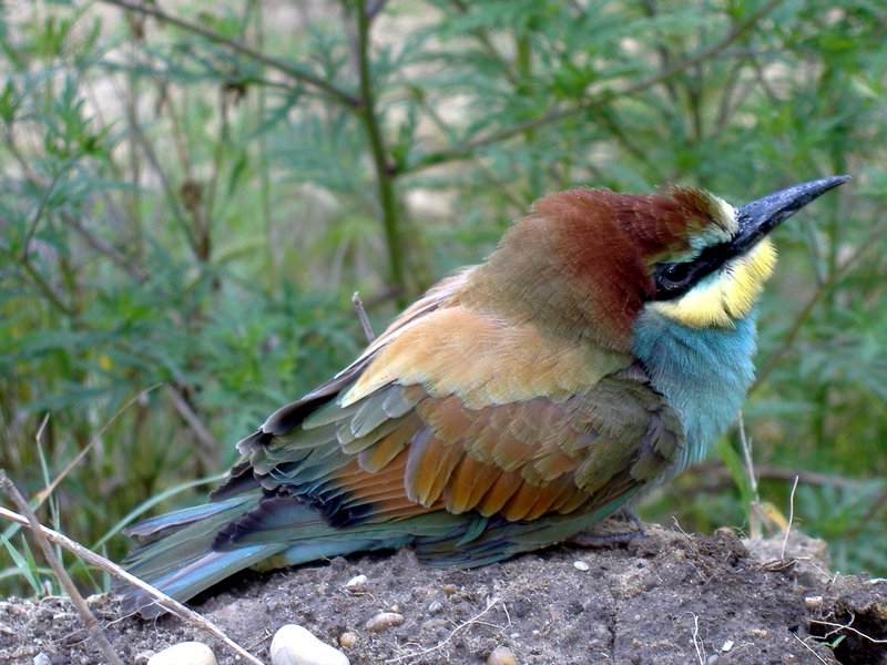 European bee-eater (Merops apiaster); DISPLAY FULL IMAGE.