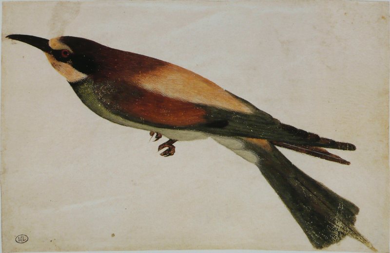 European bee-eater (Merops apiaster); DISPLAY FULL IMAGE.