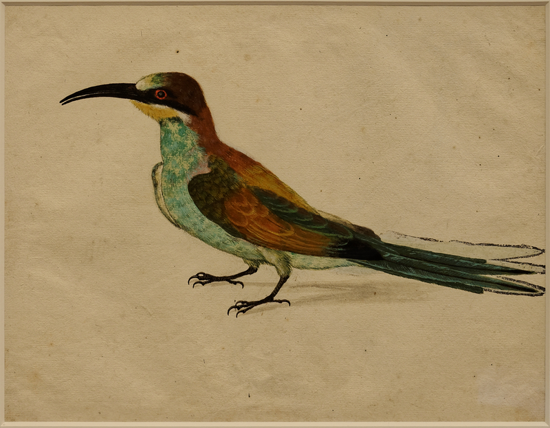 European bee-eater (Merops apiaster); DISPLAY FULL IMAGE.