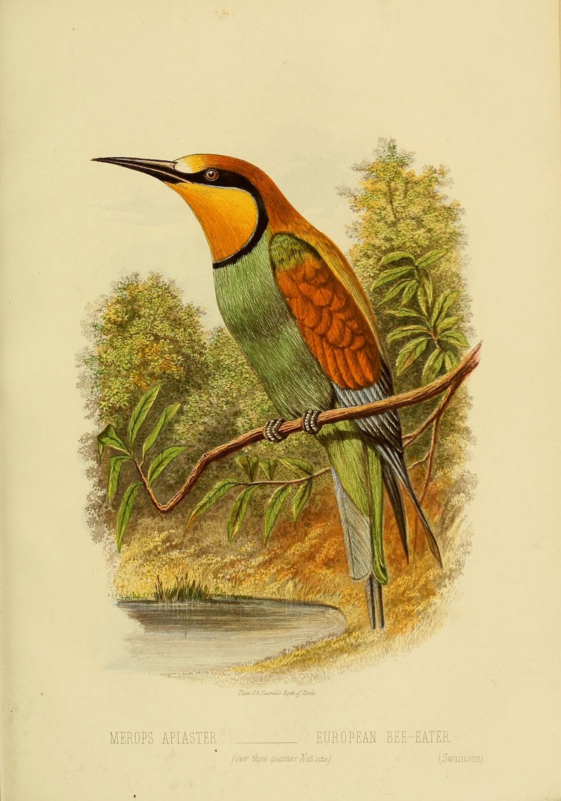 European bee-eater (Merops apiaster); DISPLAY FULL IMAGE.