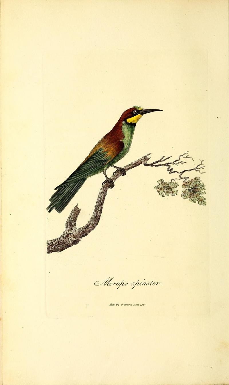 European bee-eater (Merops apiaster); DISPLAY FULL IMAGE.