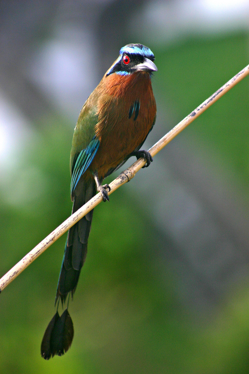 Amazonian motmot, blue-crowned motmot (Momotus momota); DISPLAY FULL IMAGE.