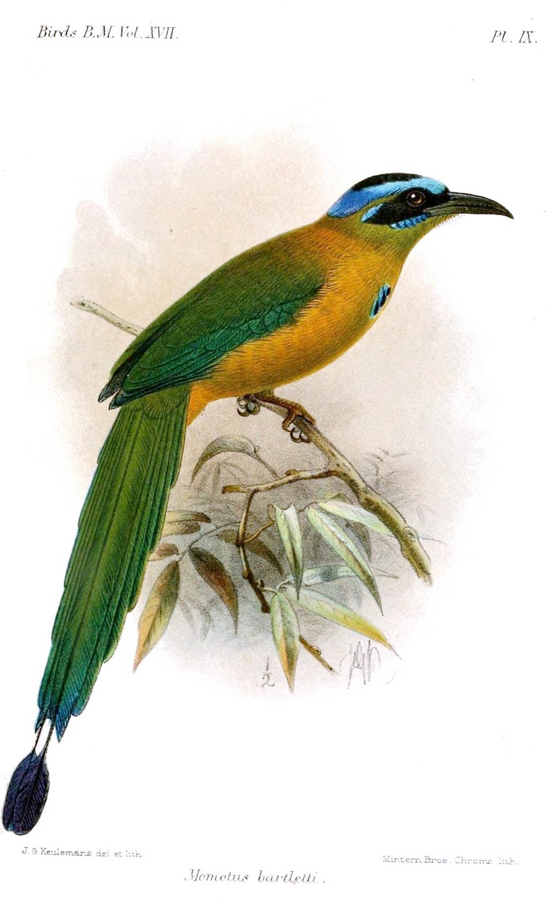 Amazonian motmot, blue-crowned motmot (Momotus momota); DISPLAY FULL IMAGE.