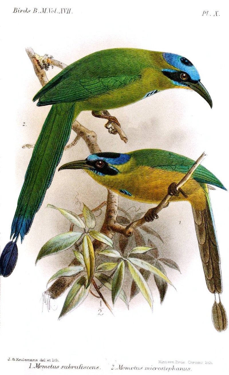 Amazonian motmot, blue-crowned motmot (Momotus momota); DISPLAY FULL IMAGE.