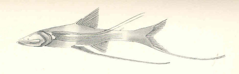 Bathypterois guentheri, Tribute spiderfish; DISPLAY FULL IMAGE.