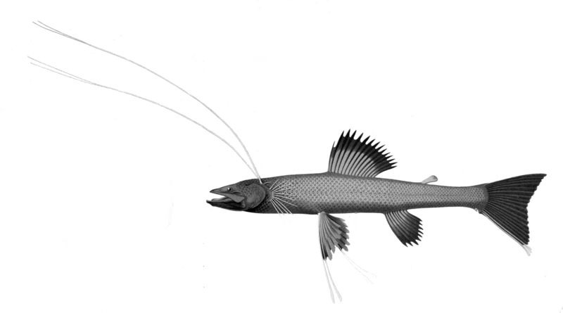 Bathypterois dubius, Mediterranean spiderfish; DISPLAY FULL IMAGE.