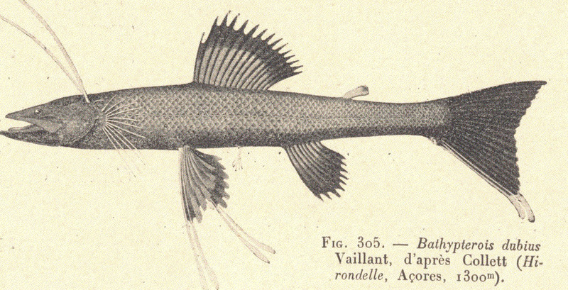 Bathypterois dubius, Mediterranean spiderfish; DISPLAY FULL IMAGE.