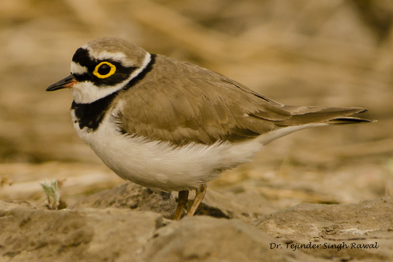 little ringed plover (Charadrius dubius); DISPLAY FULL IMAGE.