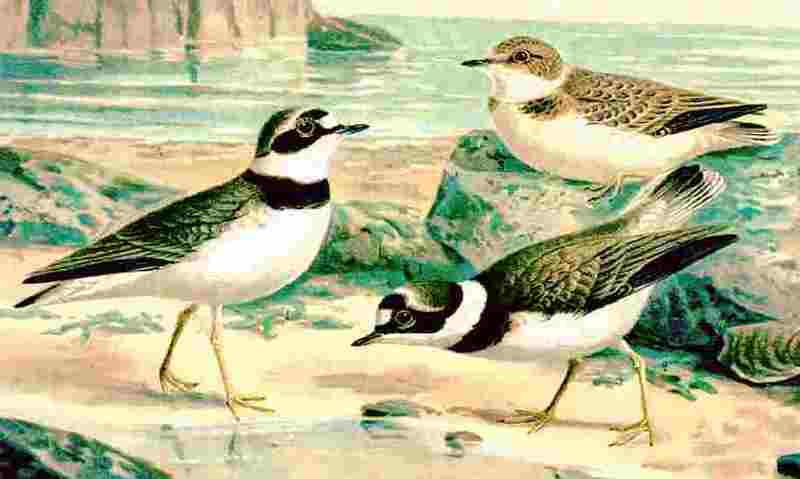 little ringed plover (Charadrius dubius); DISPLAY FULL IMAGE.