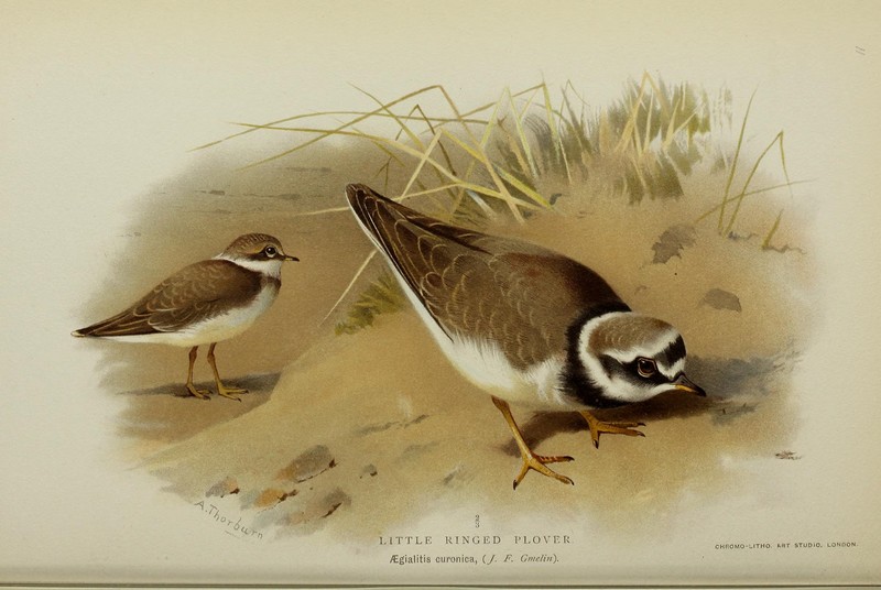 little ringed plover (Charadrius dubius); DISPLAY FULL IMAGE.