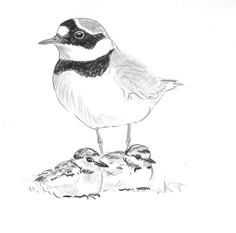 little ringed plover (Charadrius dubius); DISPLAY FULL IMAGE.