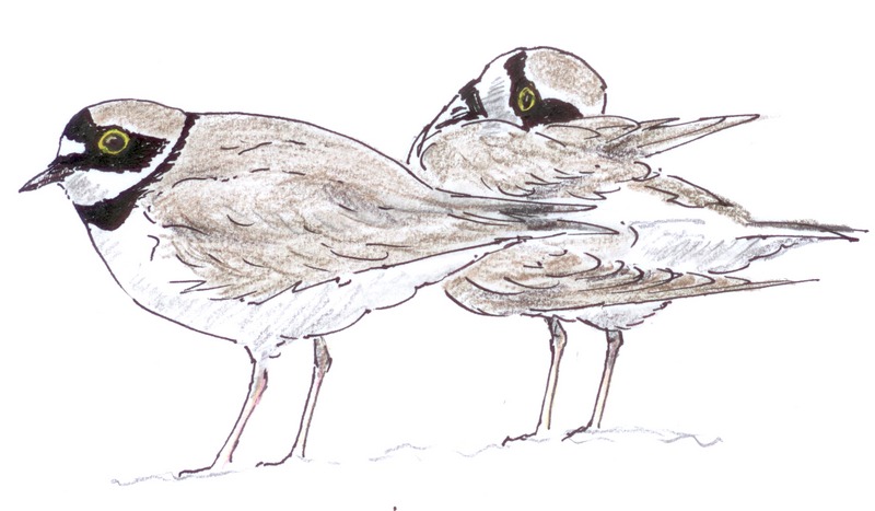 little ringed plover (Charadrius dubius); DISPLAY FULL IMAGE.