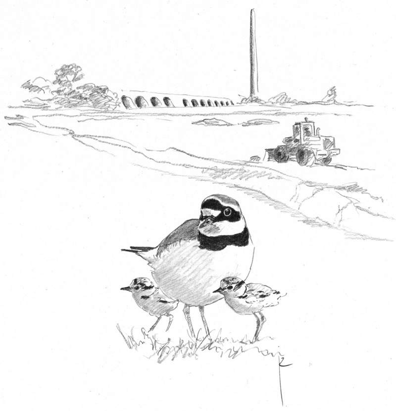 little ringed plover (Charadrius dubius); DISPLAY FULL IMAGE.