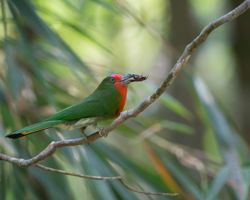 red-bearded bee-eater (Nyctyornis amictus) female; DISPLAY FULL IMAGE.
