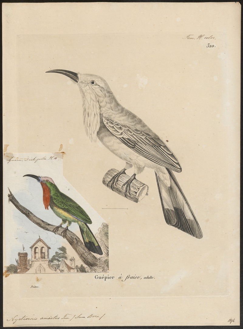 red-bearded bee-eater (Nyctyornis amictus); DISPLAY FULL IMAGE.