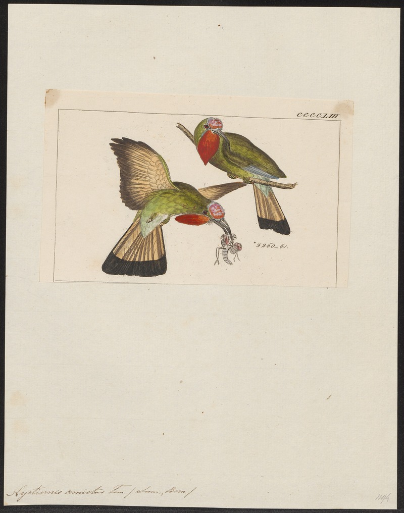 red-bearded bee-eater (Nyctyornis amictus); DISPLAY FULL IMAGE.