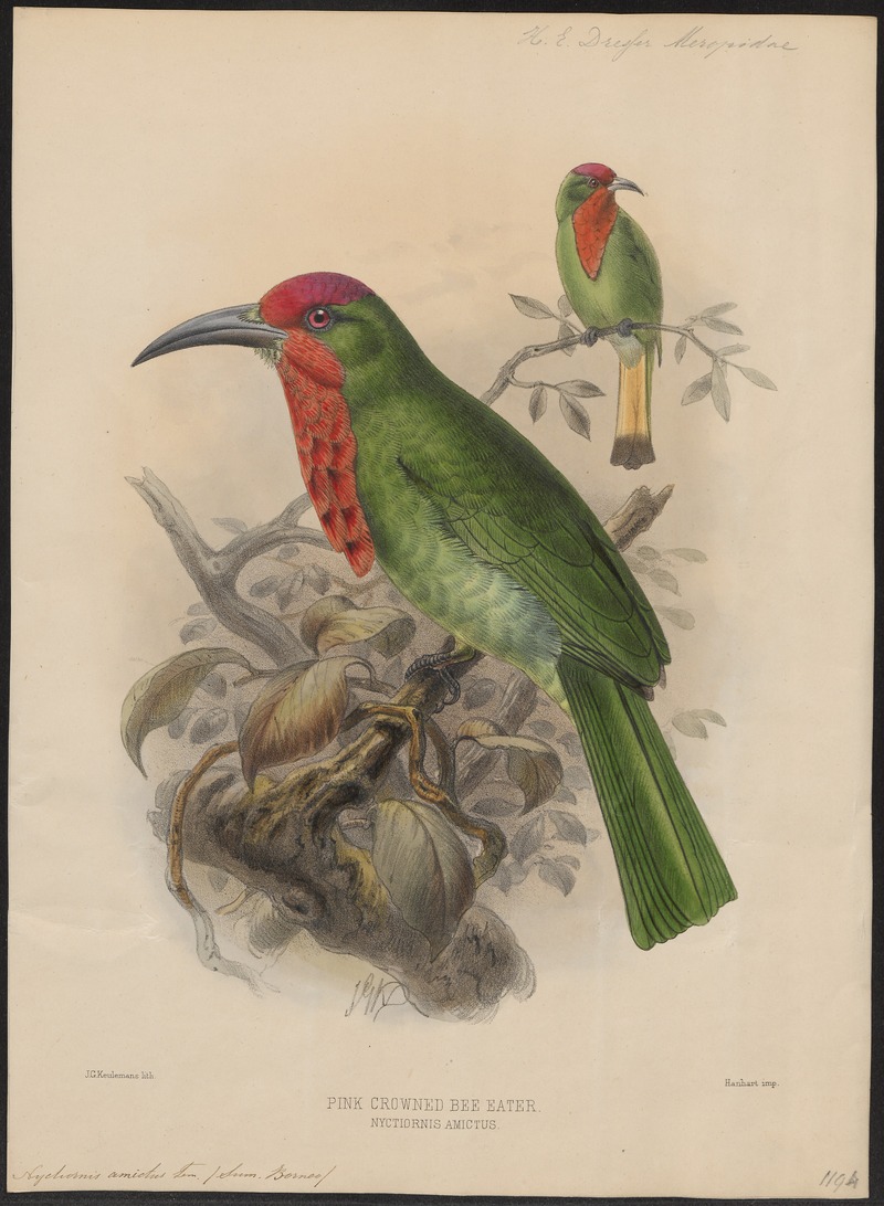 red-bearded bee-eater (Nyctyornis amictus); DISPLAY FULL IMAGE.