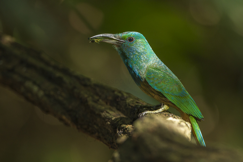 blue-bearded bee-eater (Nyctyornis athertoni); DISPLAY FULL IMAGE.