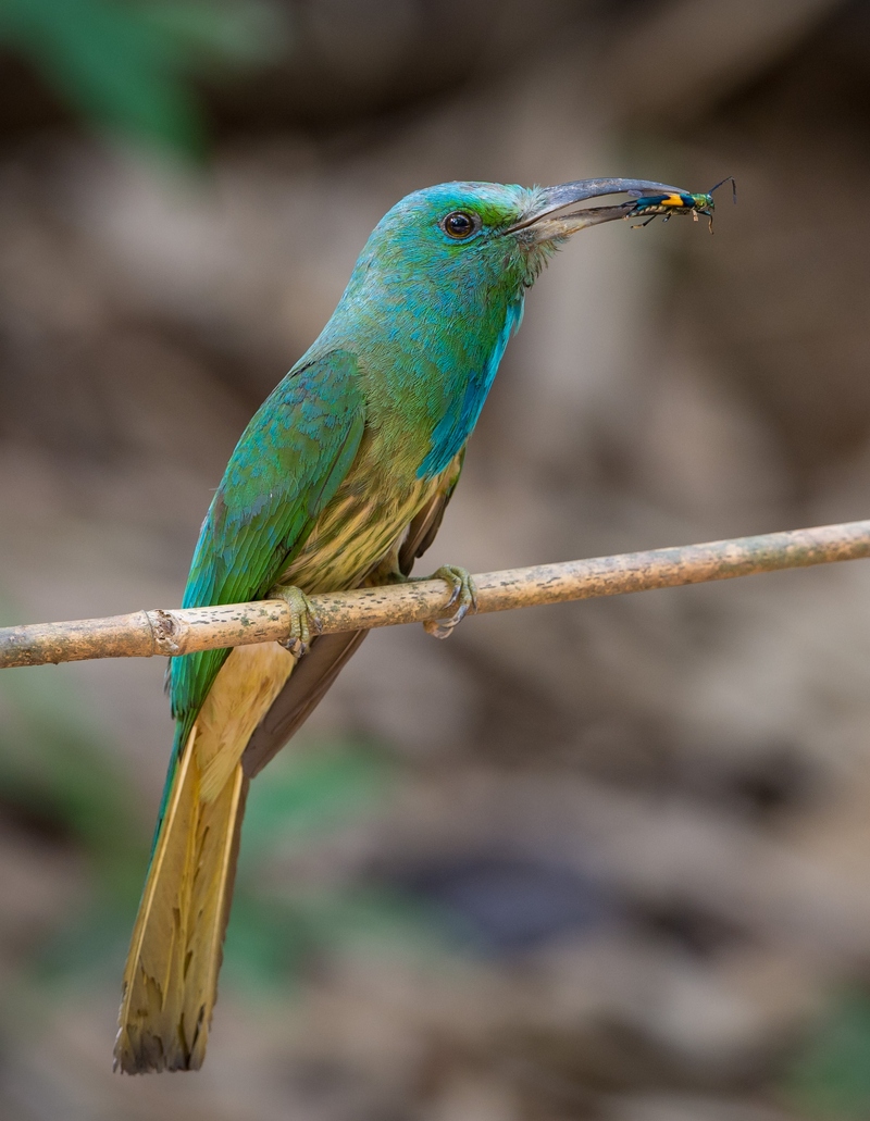 blue-bearded bee-eater (Nyctyornis athertoni); DISPLAY FULL IMAGE.